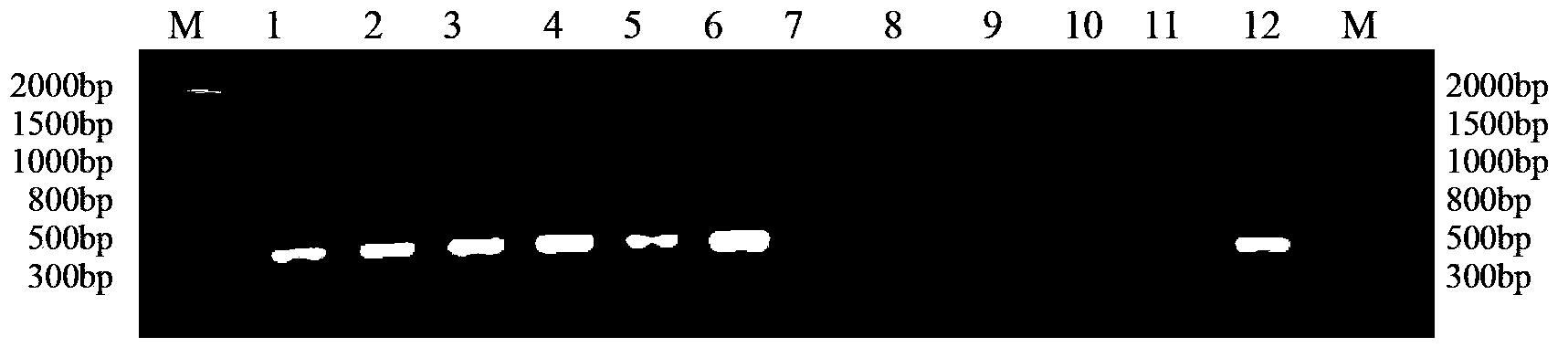 Method for identifying mating types of Lepista sordida protoplast monokaryons and special primer pair SR-4*7 therefor