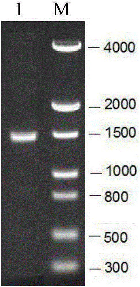 A kind of recombinant human parvovirus B19 protein and its application