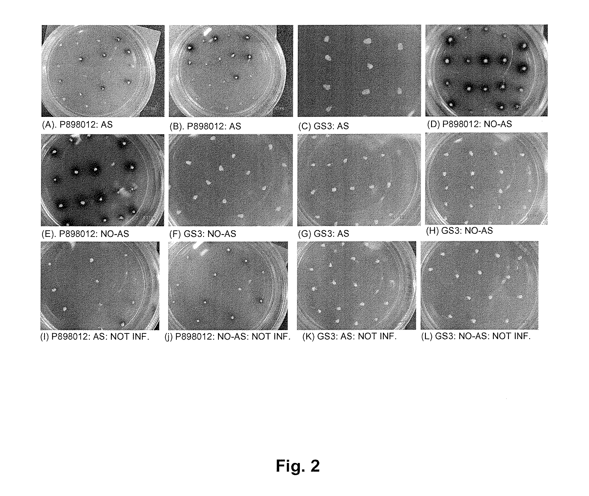 Method for regulating agrobacterium-mediated transformation