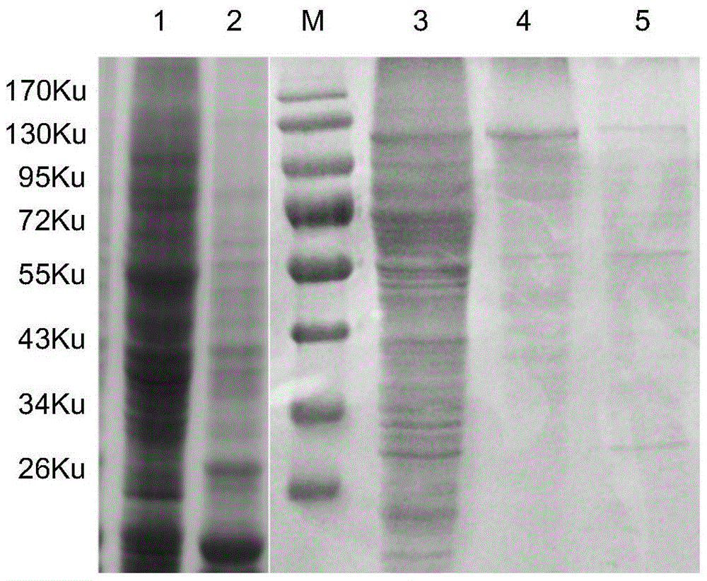 Anti-Bluetongue Virus Serum Type 16 VP2 Protein Monoclonal Antibody btv16-2b4 and Its B-cell Epitope Recognized and Its Application