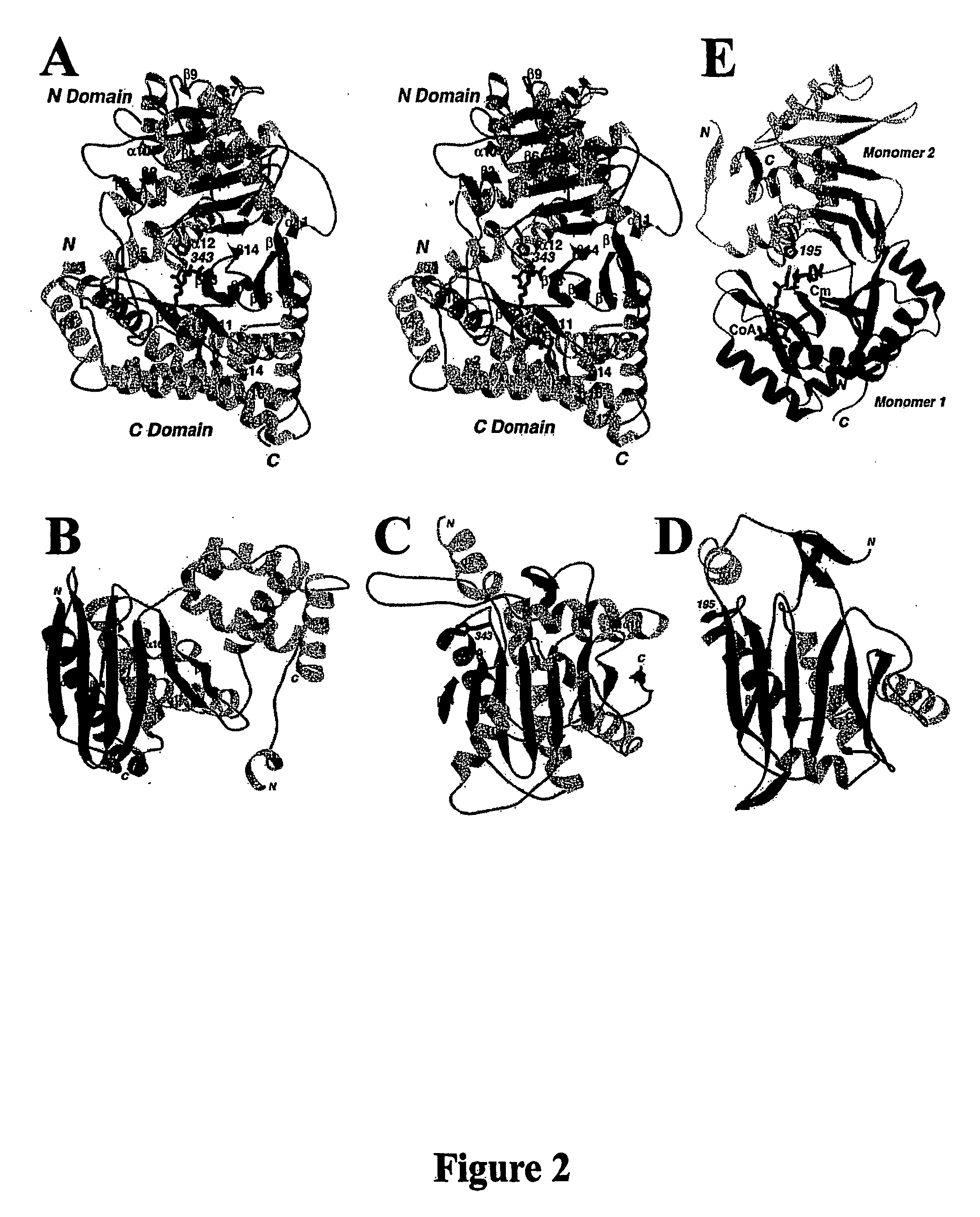 Structural models of carnitine acyltransferases and uses thereof