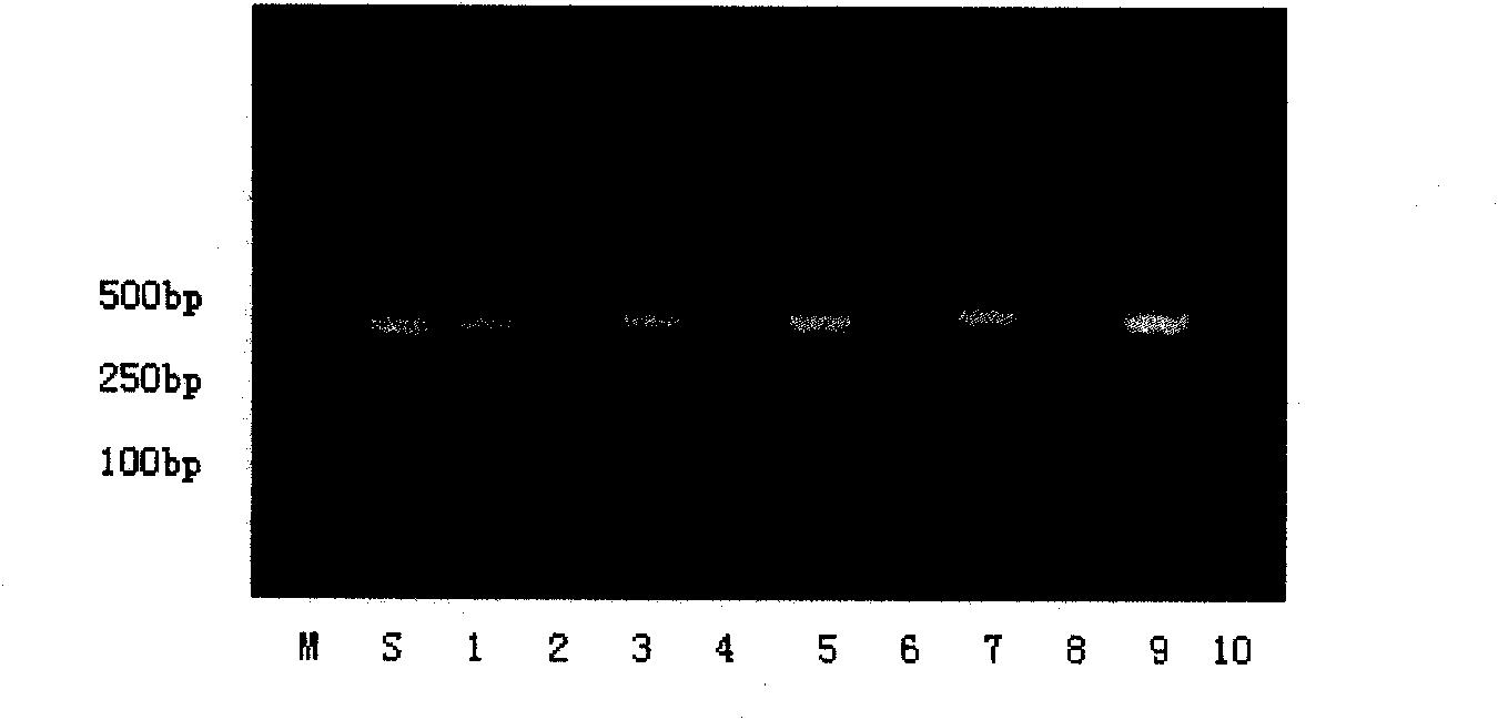 Diagnostic kit for Streptococcus iniae molecule and detection method