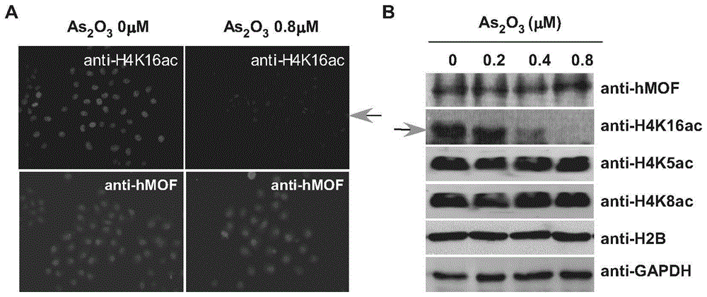 Application of hmof and its small peptide in the preparation of drugs for alleviating or treating human arsenicosis