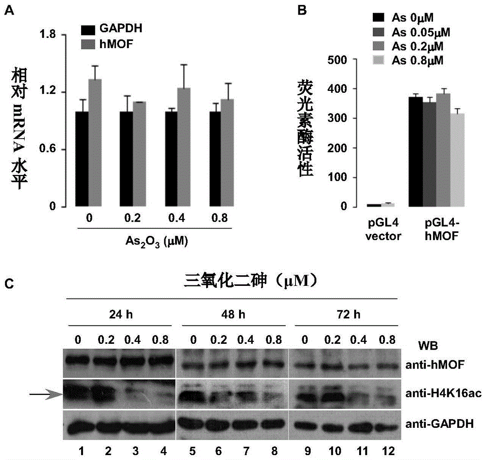 Application of hmof and its small peptide in the preparation of drugs for alleviating or treating human arsenicosis