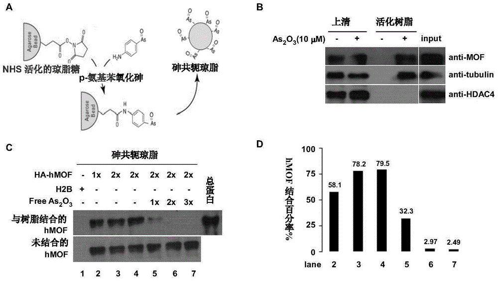 Application of hmof and its small peptide in the preparation of drugs for alleviating or treating human arsenicosis