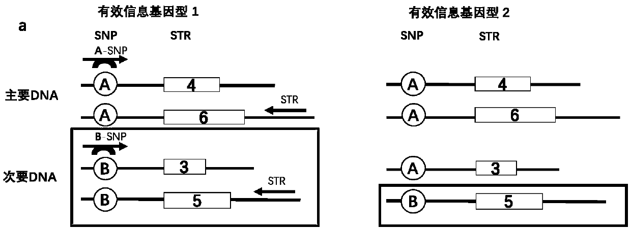 Multiplex system, method for detecting unbalanced mixed samples through compound system and application of method