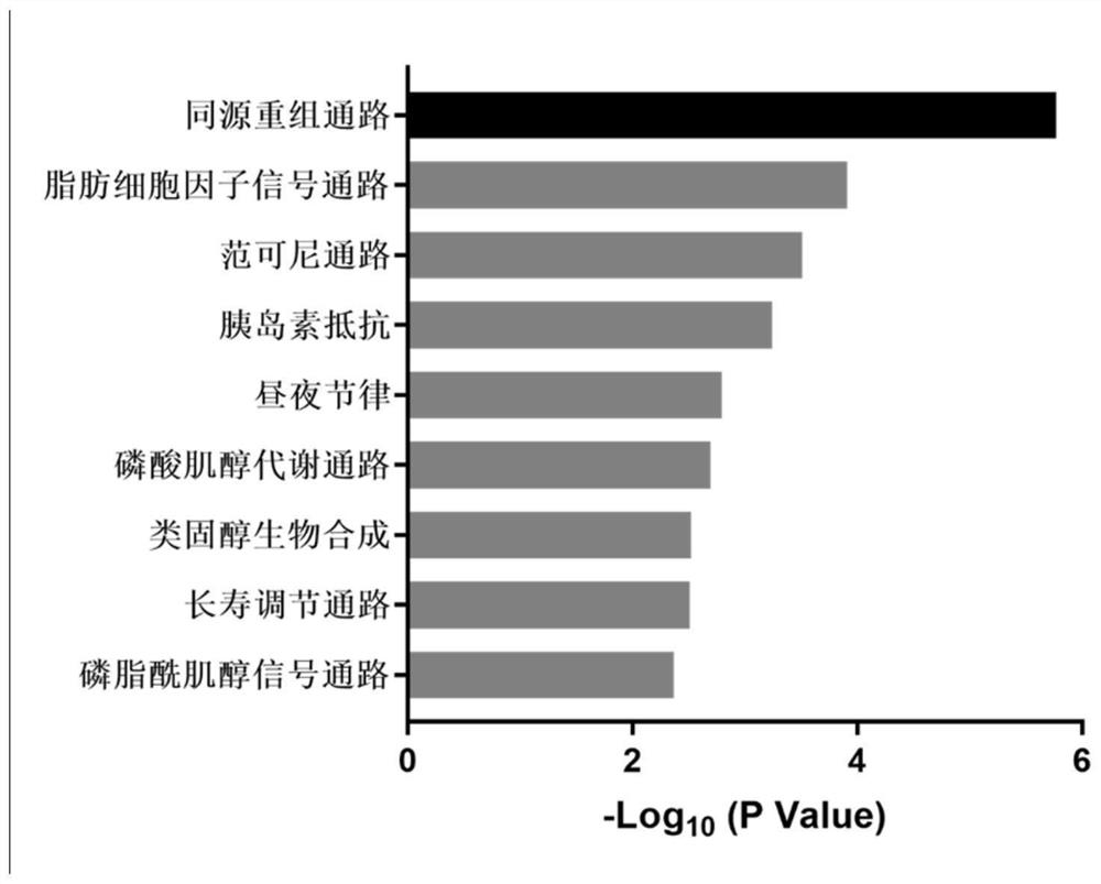 Action mechanism and application of fangchinoline in resisting conjunctival melanoma