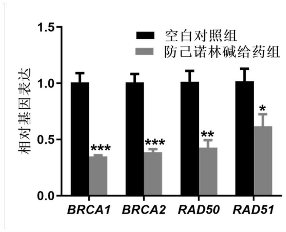 Action mechanism and application of fangchinoline in resisting conjunctival melanoma