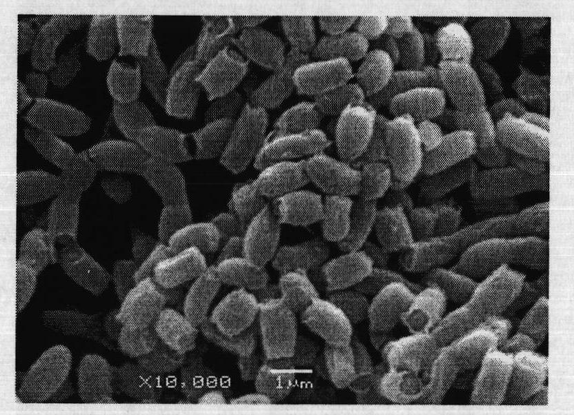 Streptomyces griseoflavus for resisting alfalfa diseases and screening method thereof