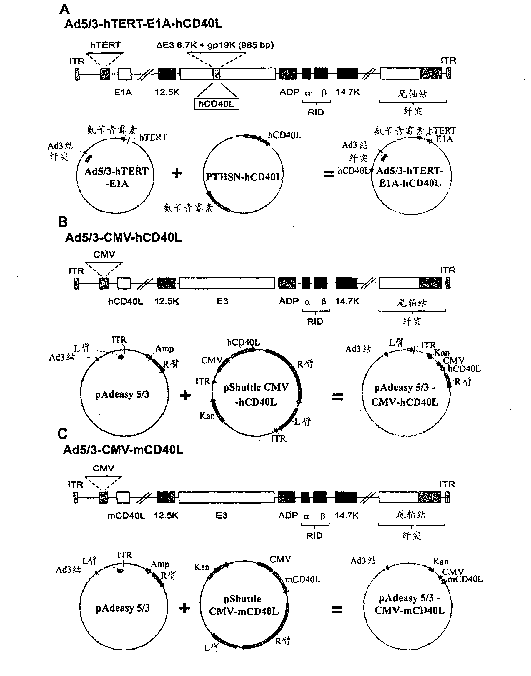 Oncolytic adenoviral vectors and methods and uses related thereto