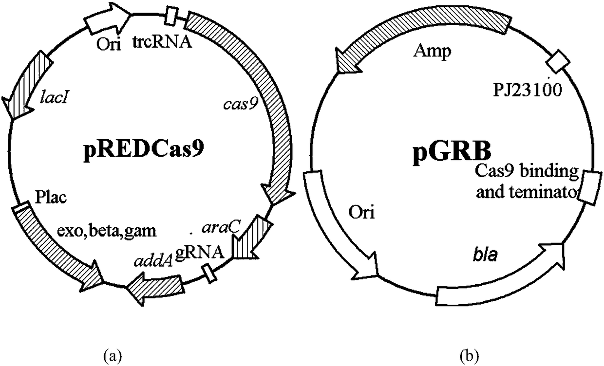 Genetic engineering bacterium capable of producing uridine at high yield as well as building method and application thereof