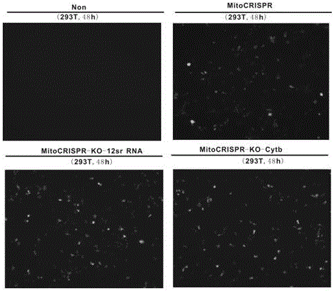 A method of performing targeted editing on a mitochondrial genome by utilizing CRISPR/Cas9