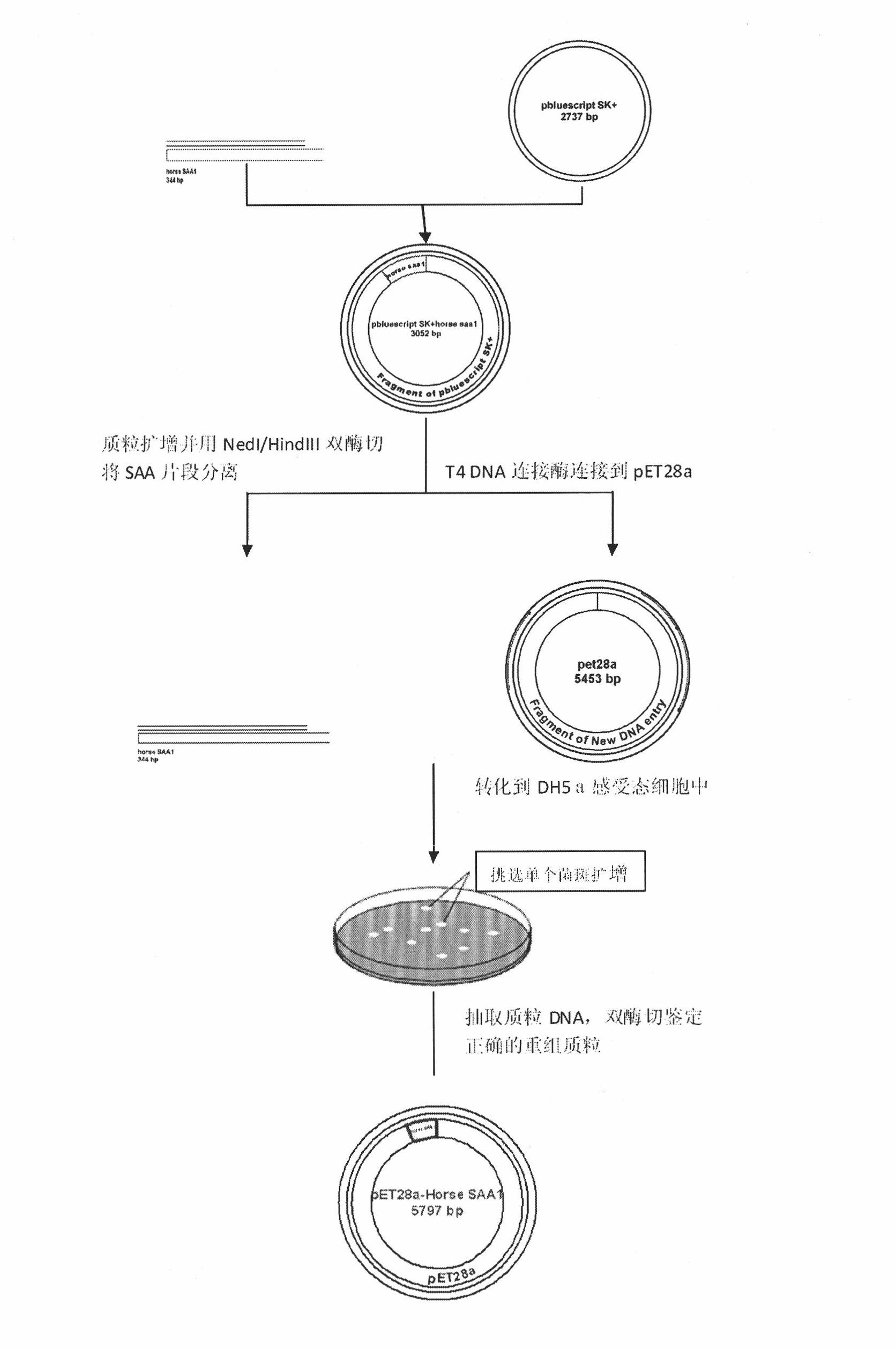 Preparation method of horse serum amyloid protein A1 and expression vector and genetic engineering bacteria thereof