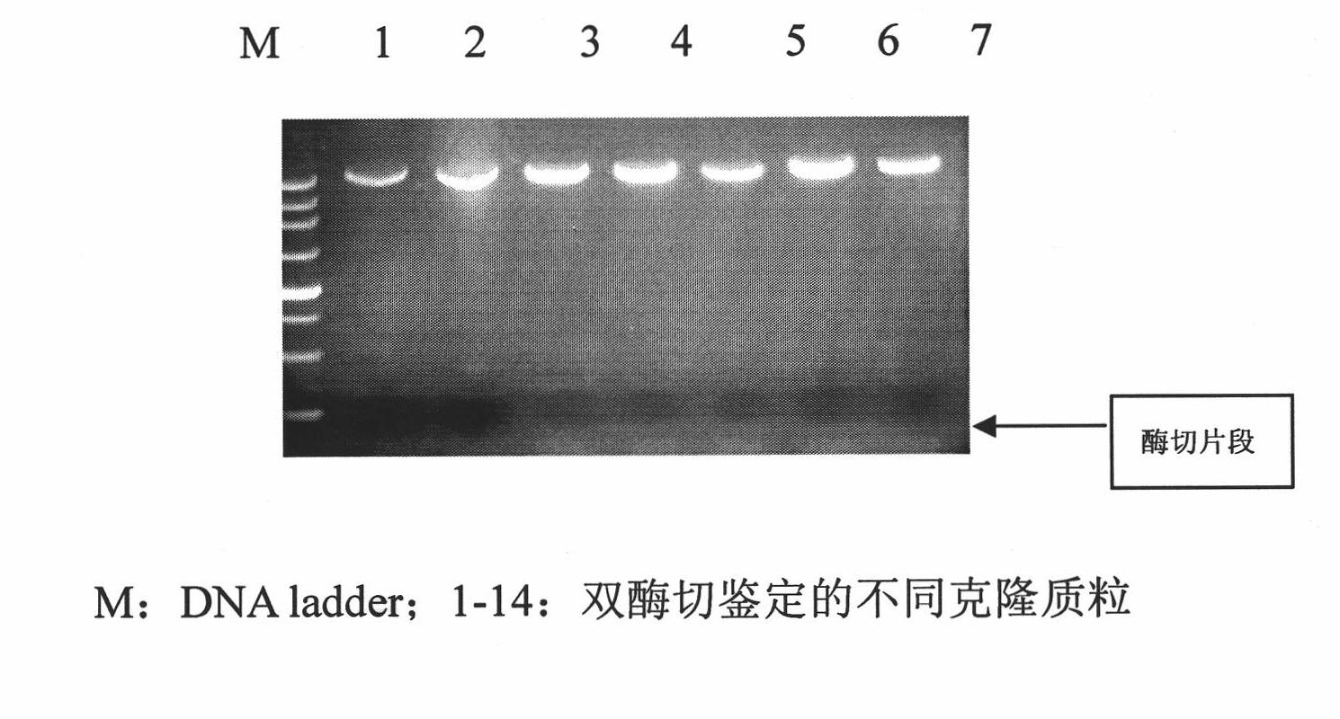 Preparation method of horse serum amyloid protein A1 and expression vector and genetic engineering bacteria thereof