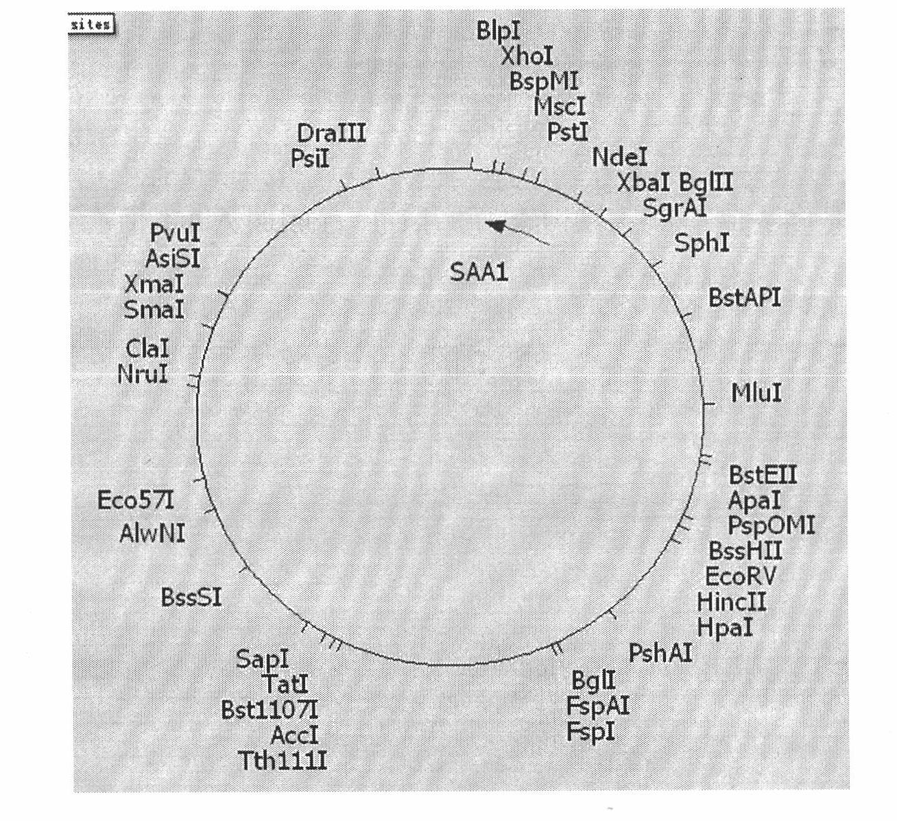 Preparation method of horse serum amyloid protein A1 and expression vector and genetic engineering bacteria thereof