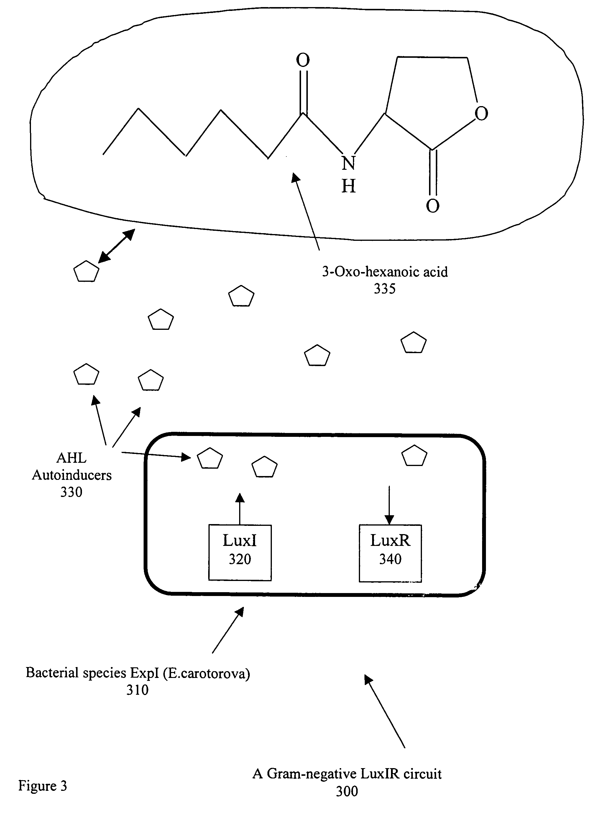 Acoustic wave biosensor for the detection and identification of characteristic signaling molecules in a biological medium