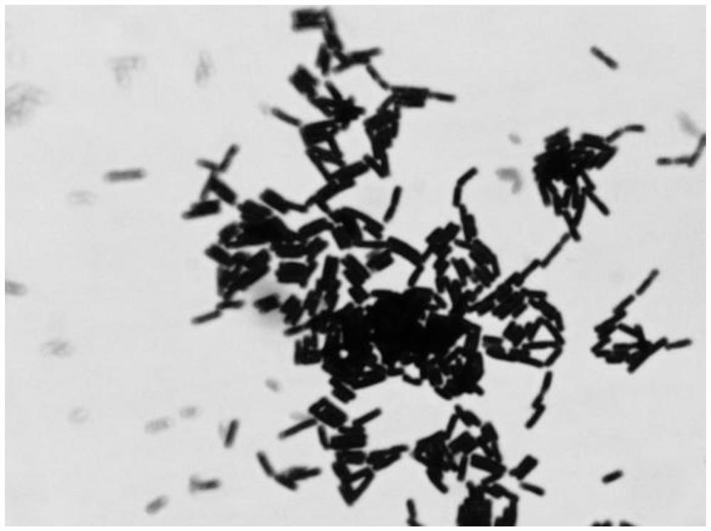 A Gram-stained quality control sheet and its production method and application