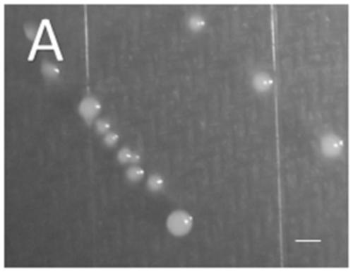 Micromonospora sp. TG-1 strain for producing polysaccharide and application of strain