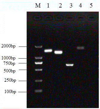 A strain of porcine parvovirus