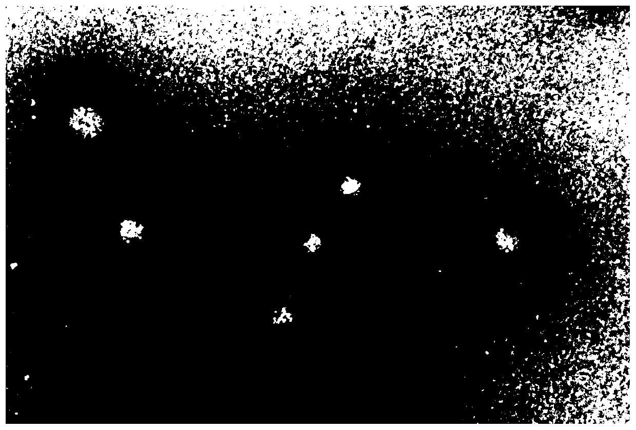 Antireflection coating, and preparation method and application thereof