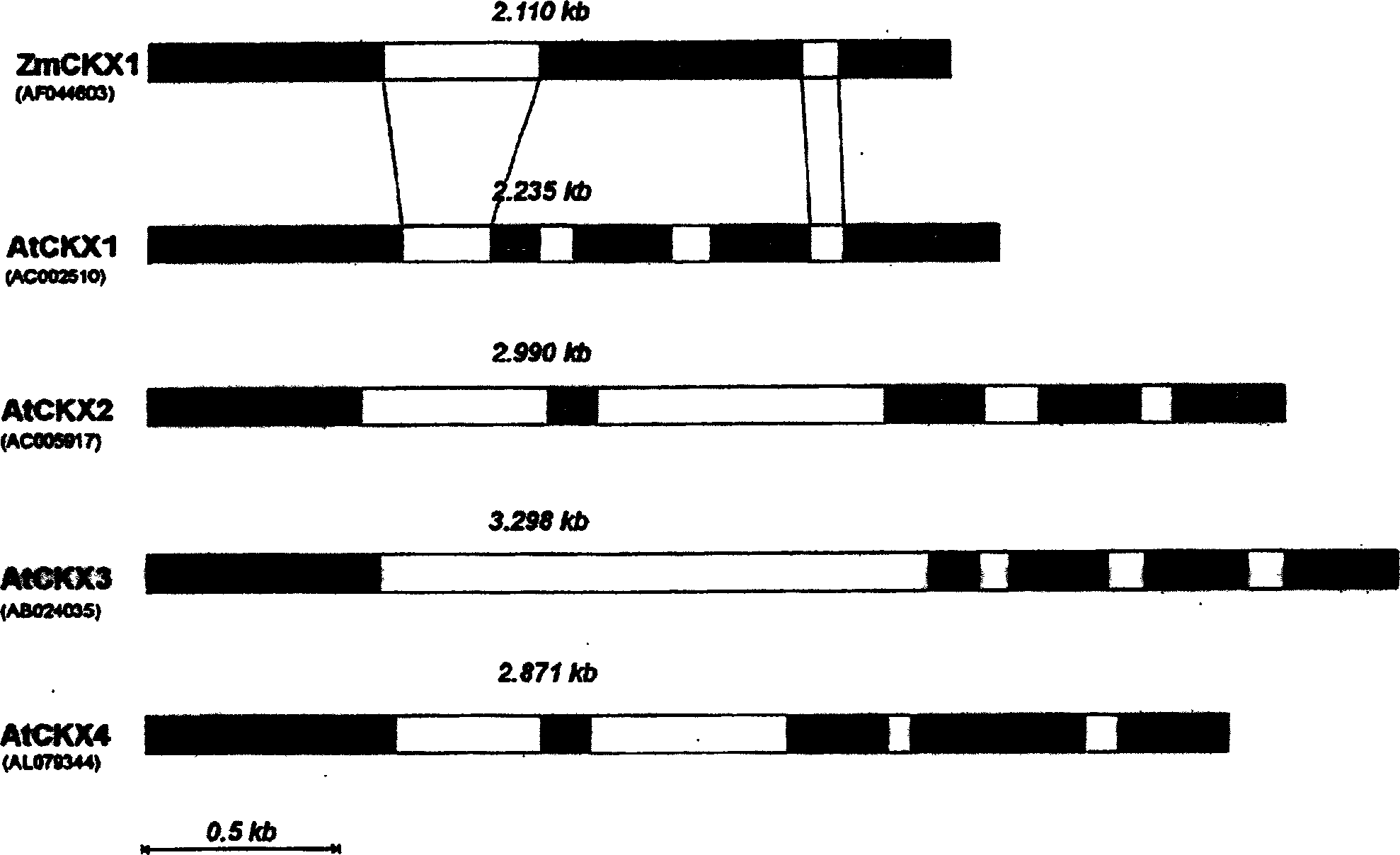 Method for modifying plant morphology, biochemistry and physiology including expression plant fission agent oxidase