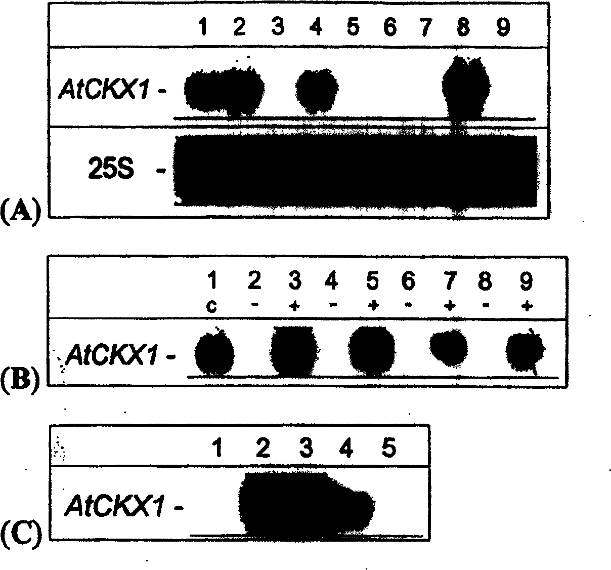 Method for modifying plant morphology, biochemistry and physiology including expression plant fission agent oxidase