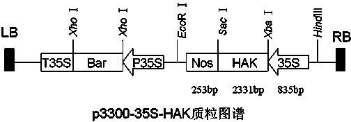 Plant expression vector facilitating connection of genes as well as construction method and applications thereof