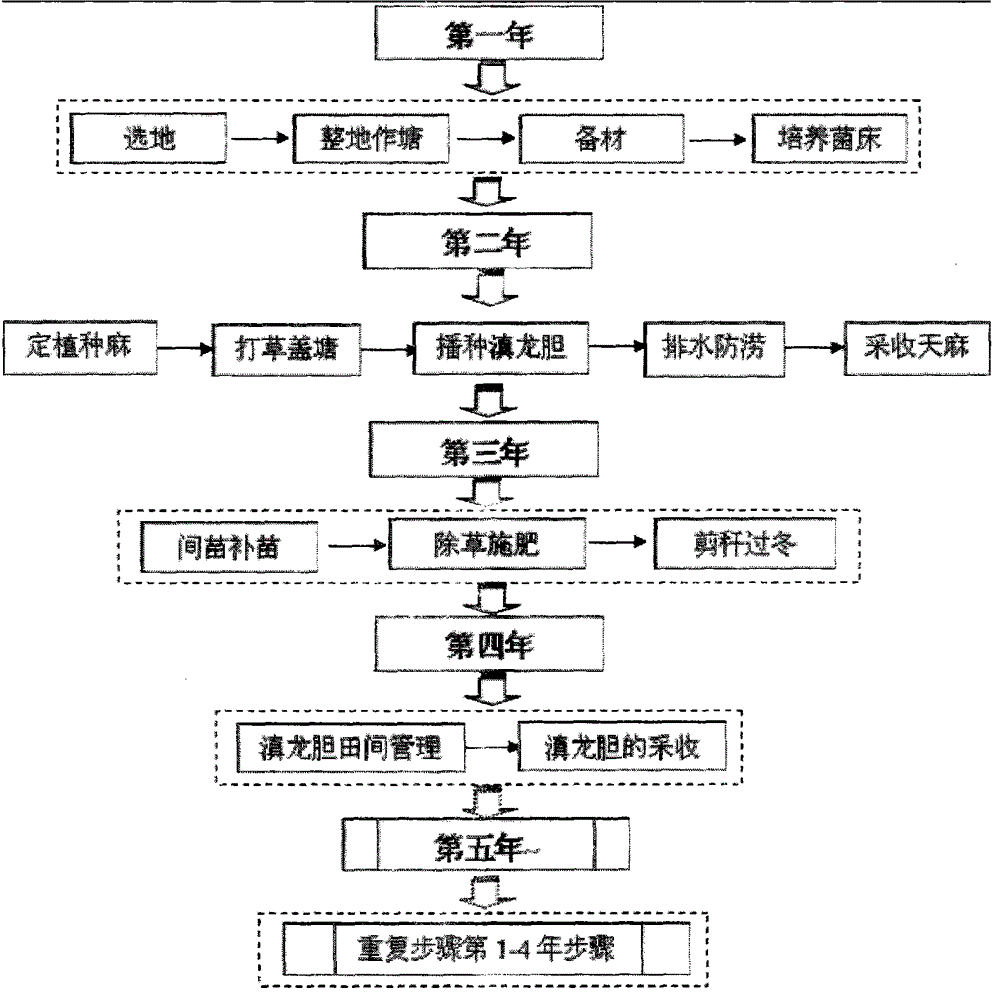 A kind of ecological planting method of Wutianma and Yunnan gentian in Wumeng Mountain area