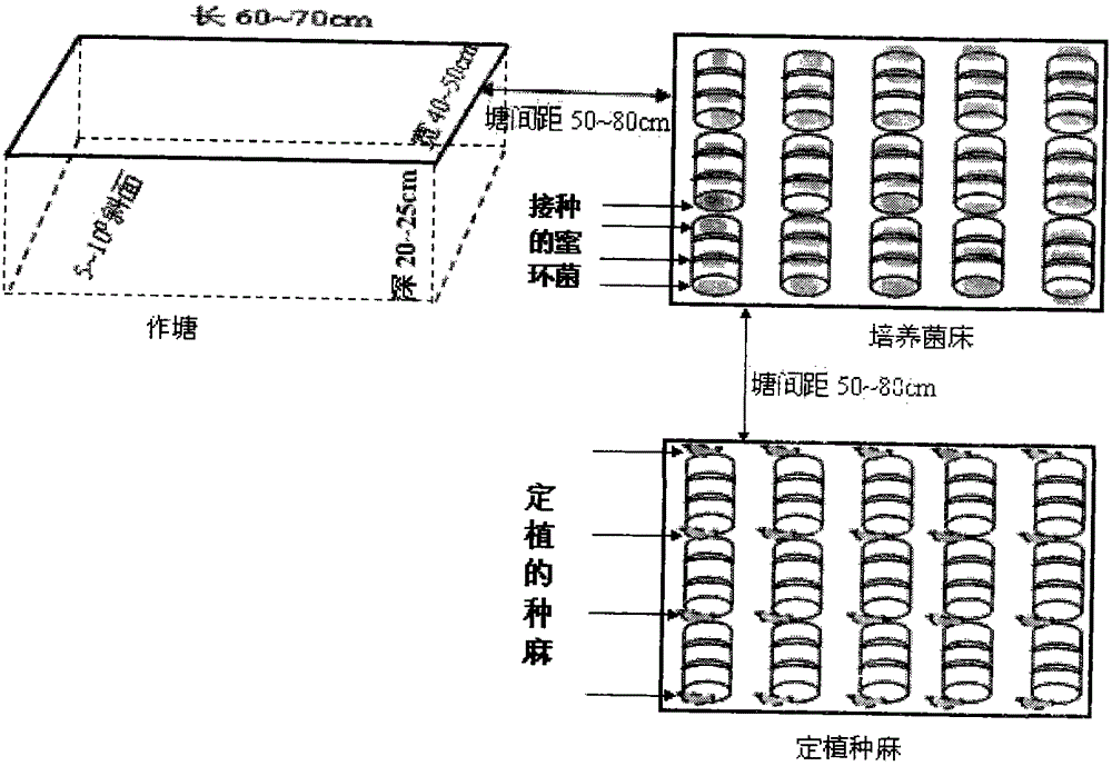 A kind of ecological planting method of Wutianma and Yunnan gentian in Wumeng Mountain area