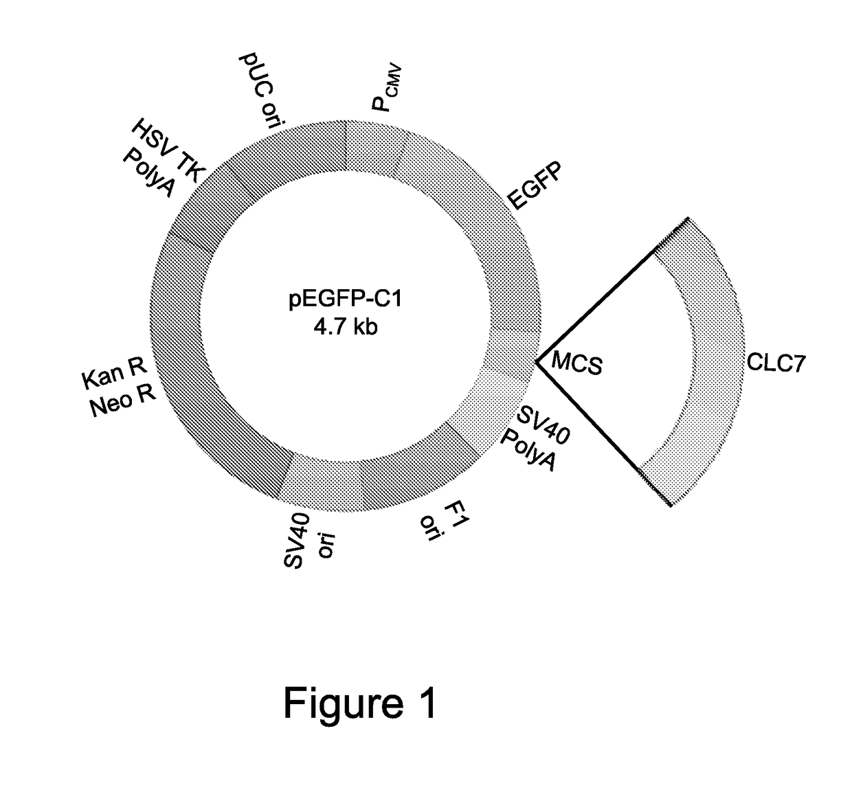 SMALL INTERFERING RNA (siRNA) FOR THE THERAPY OF TYPE 2 (ADO2) AUTOSOMAL DOMINANT OSTEOPETROSIS CAUSED BY CLCN7 (ADO2 CLCN7-DEPENDENT) GENE MUTATION