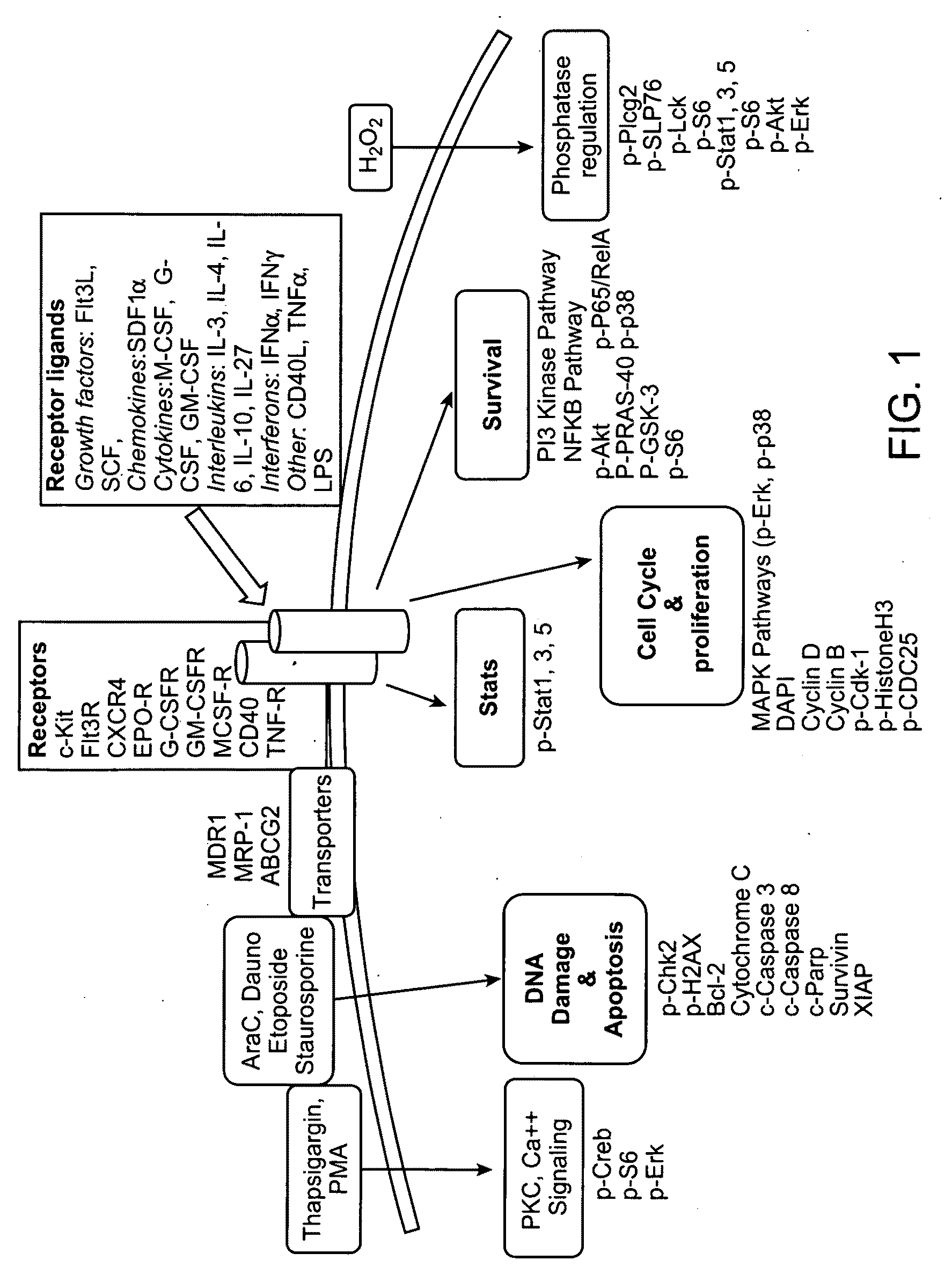 Methods for diagnosis, prognosis and methods of treatment