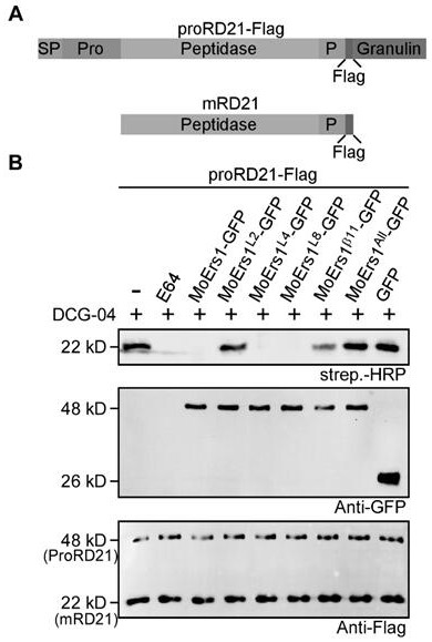 A kind of cysteine ​​protease inhibitor moers1 mutant derived from rice blast fungus and application thereof