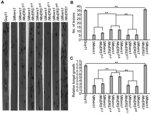 A kind of cysteine ​​protease inhibitor moers1 mutant derived from rice blast fungus and application thereof