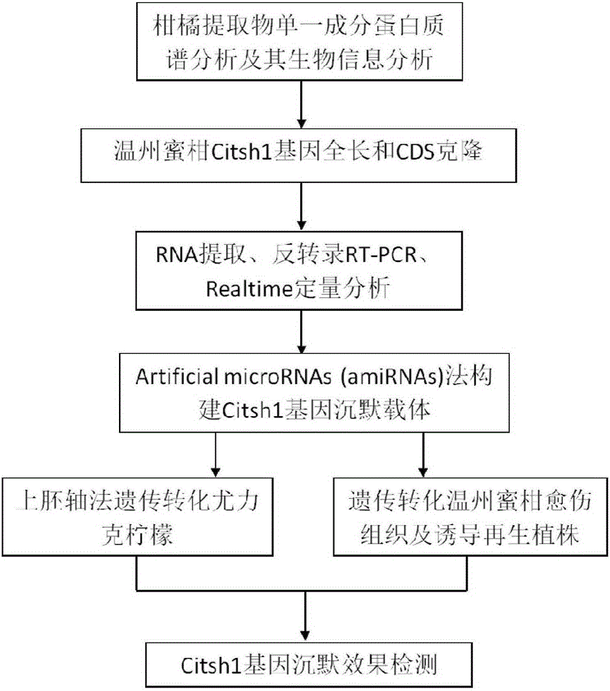 Gene causing internal heat of human bodies in rutaceous plants and application of gene