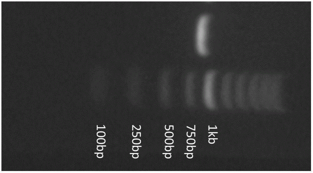 Gene causing internal heat of human bodies in rutaceous plants and application of gene