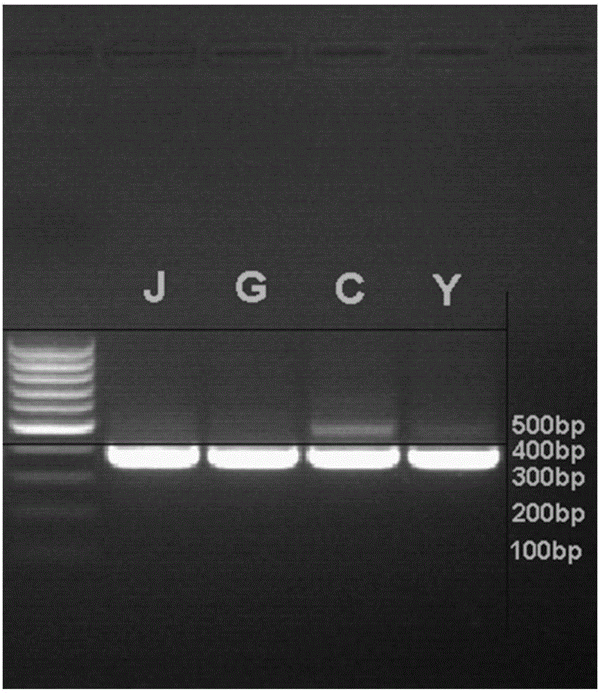 Gene causing internal heat of human bodies in rutaceous plants and application of gene