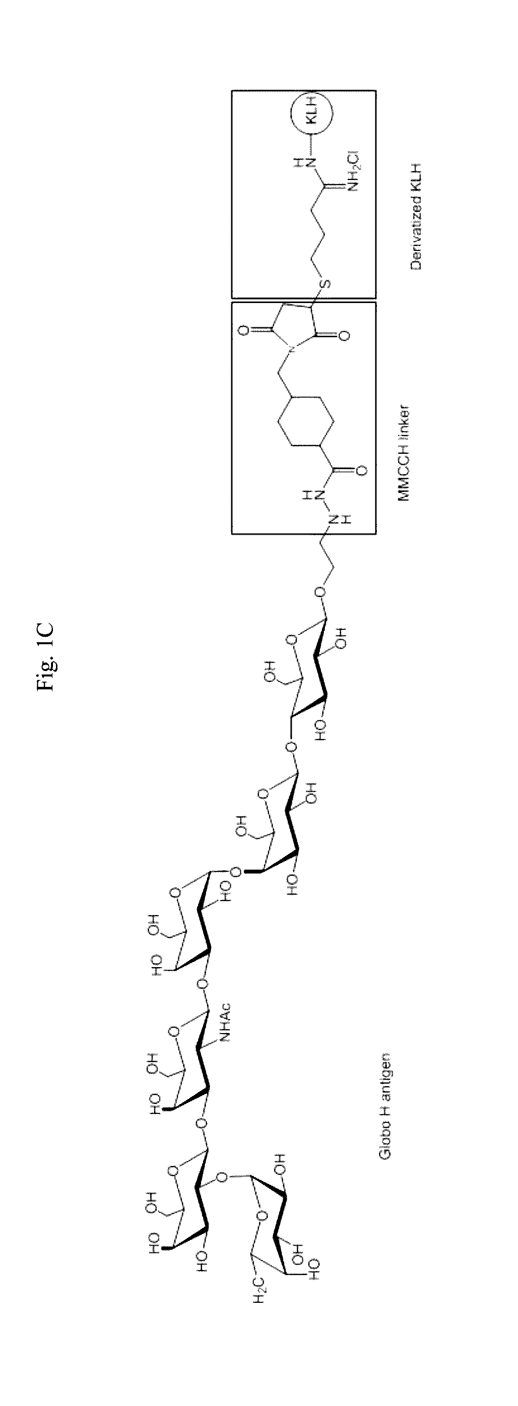 Immunogenic/therapeutic glycoconjugate compositions and uses thereof