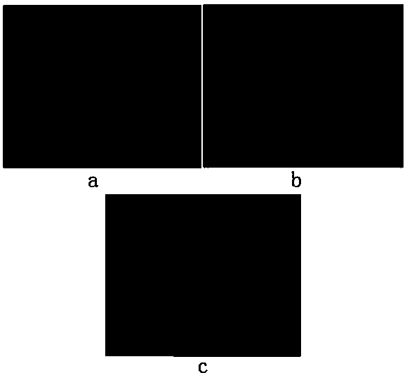 Tissue-engineered bone and preparation method thereof