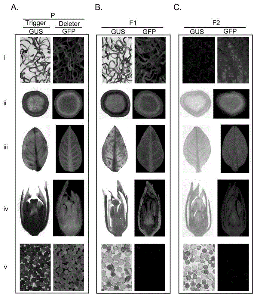 Hybrid crop transgenic safety control method and gene deletion system for implementing same