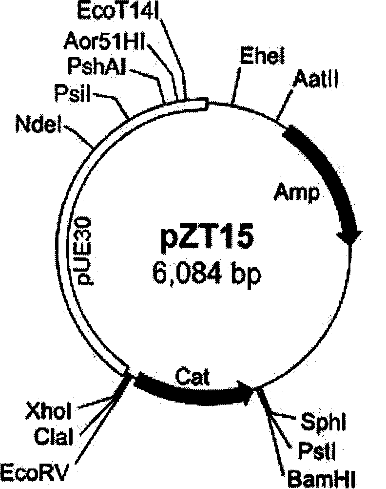 Method for preparing radio-resistant bacterium having luciferase activity