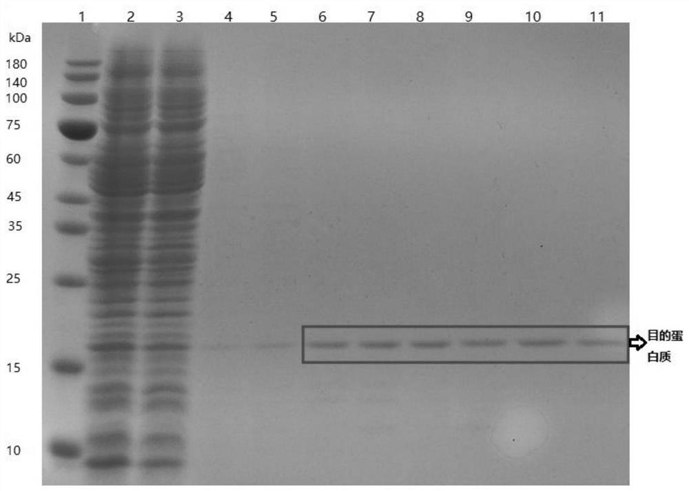 A preparation method of nano magnetic beads for purifying histidine-tagged proteins