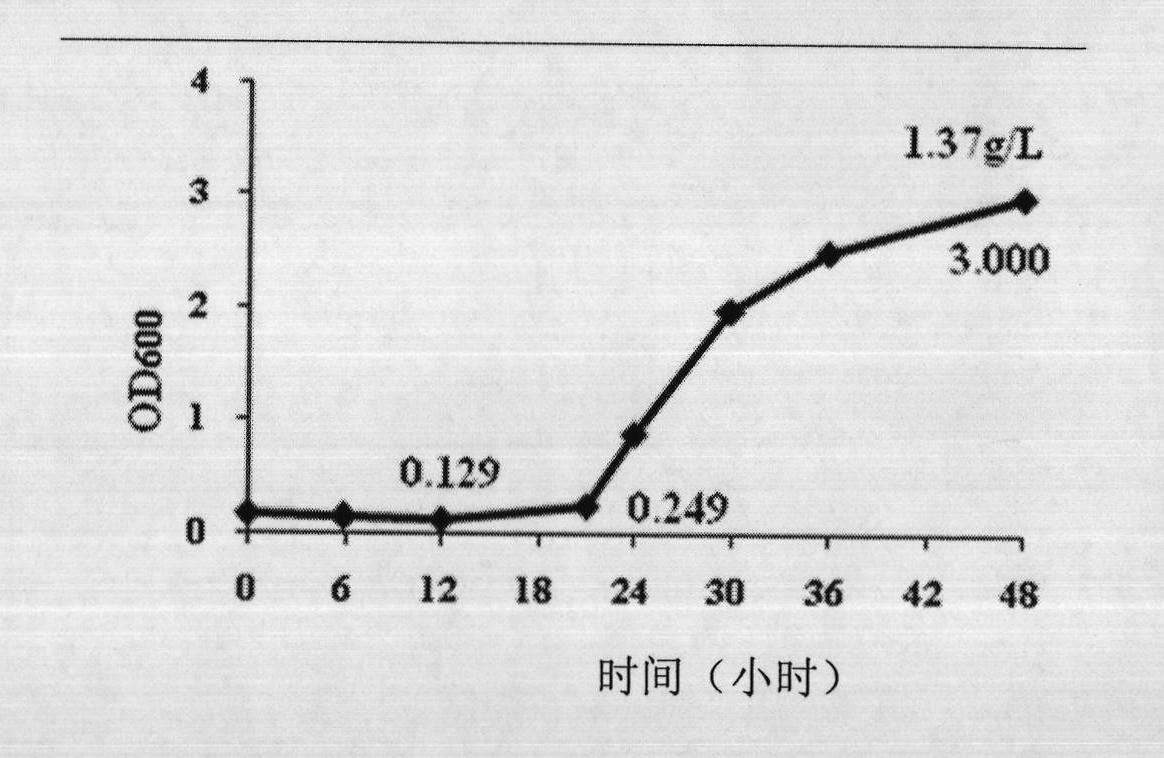 Halomonas strain and application thereof