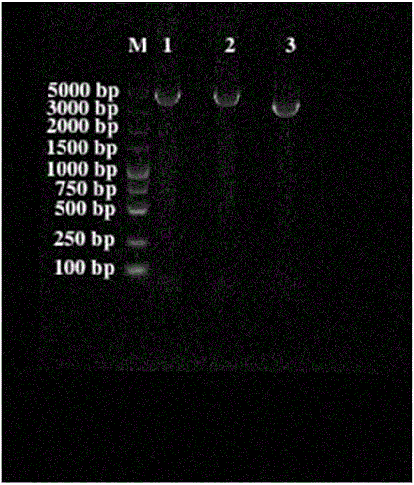 Mudskipper's multi-type vitellogenin Vtg gene full-length sequence and cloning method thereof