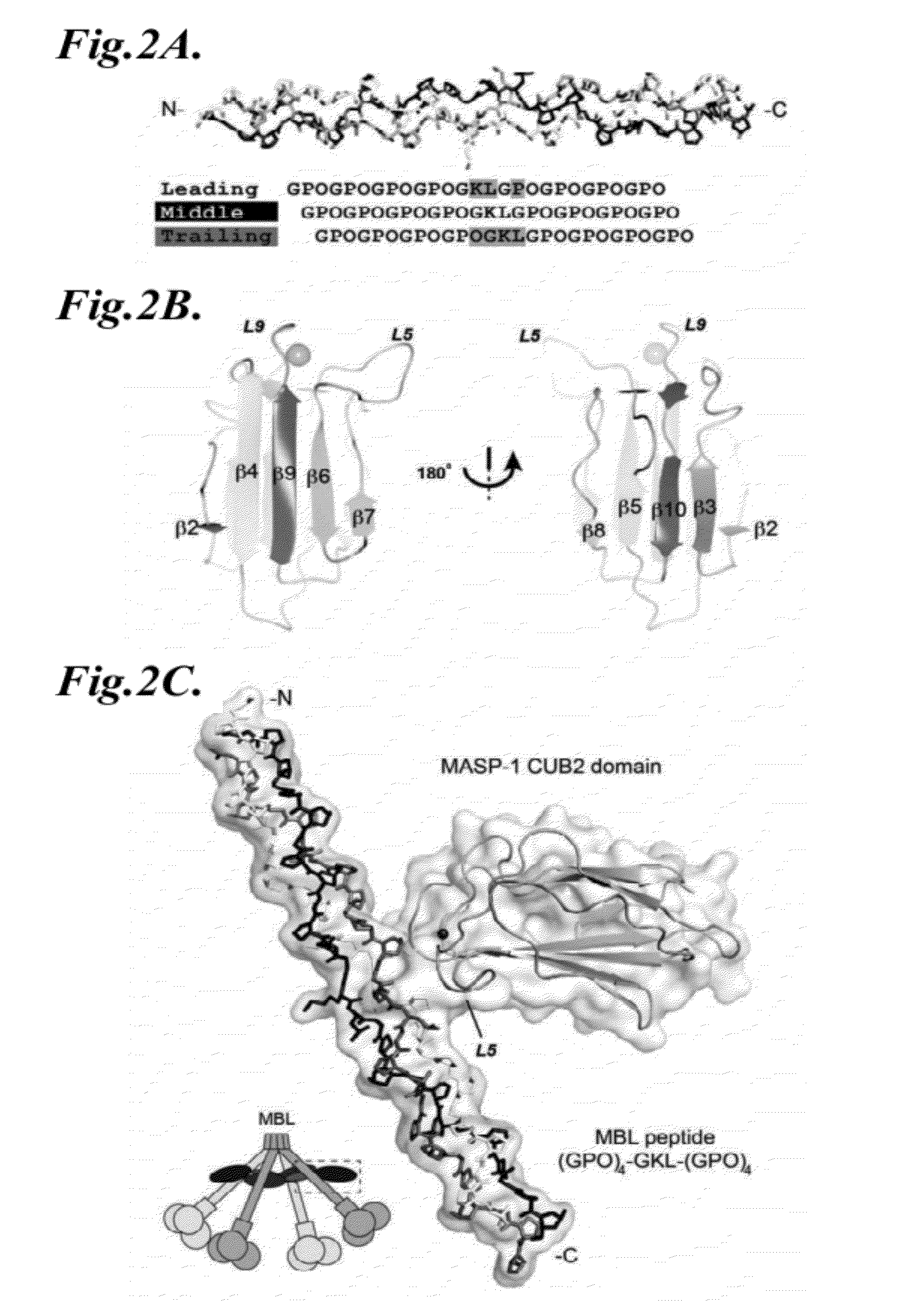 Methods for identifying inhibitors of mannan-binding lectin associated serine protease (MASP) proteins and uses thereof