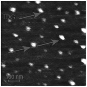 A nano-drug delivery system based on low-generation pamam dendrimer loaded with disulfiram and photosensitizer indocyanine green and its application