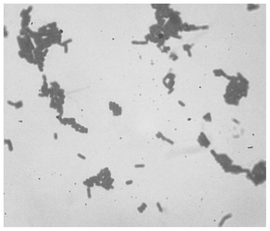 A kind of lactobacillus plantarum and its application in fruit enzyme products