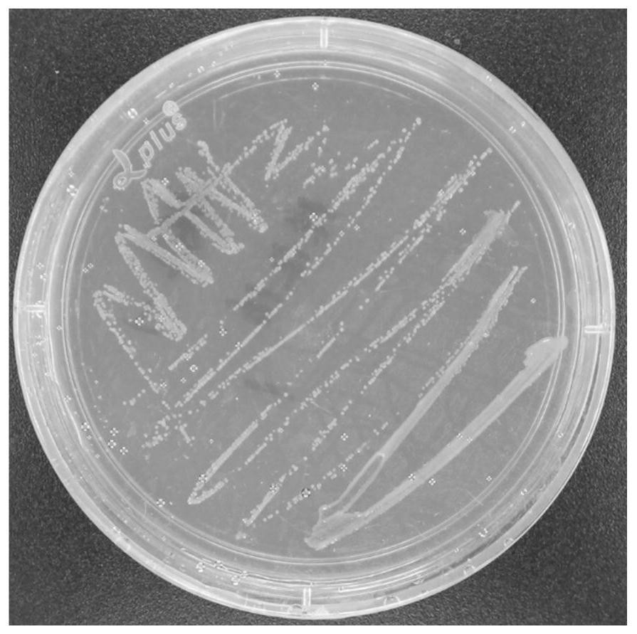 A kind of Microbacillus oxidans na2 and its application