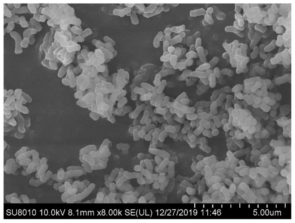 A kind of Microbacillus oxidans na2 and its application