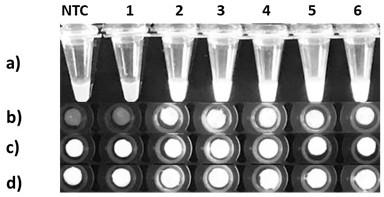 Nucleic acid amplification paper-based visual detection platform