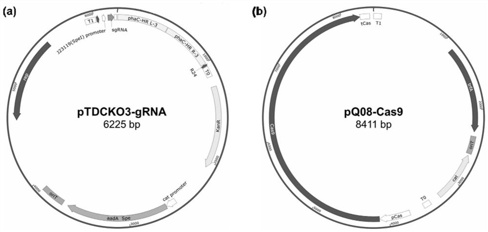 A method for producing short-medium-chain polyhydroxyalkanoate pha and functional derivatives thereof